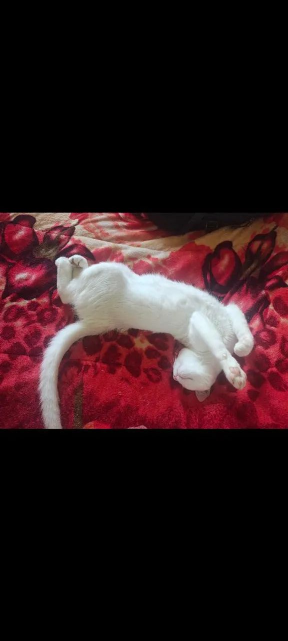 Gato doação  - Foto 3