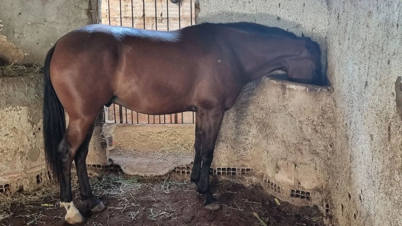 Cavalo de passeio - Foto 5