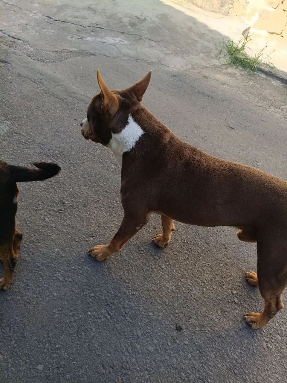 Doação de Pitbull  - Foto 4