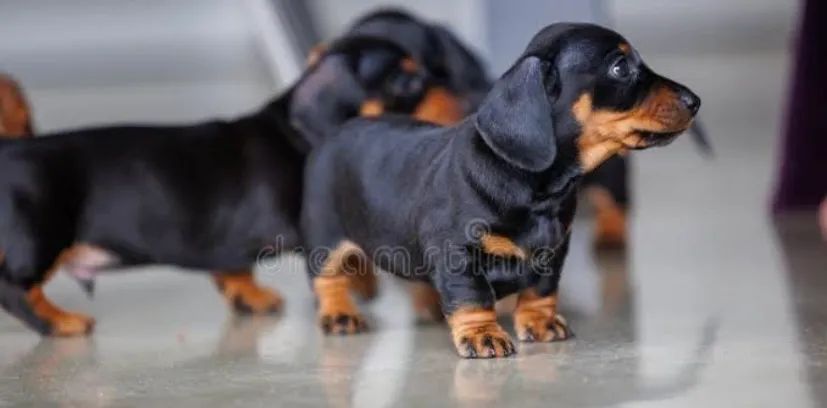 Dachshund - Foto 2
