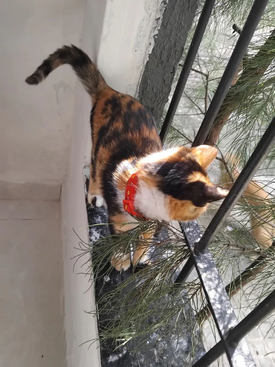 Gatinha para doação  - Foto 4