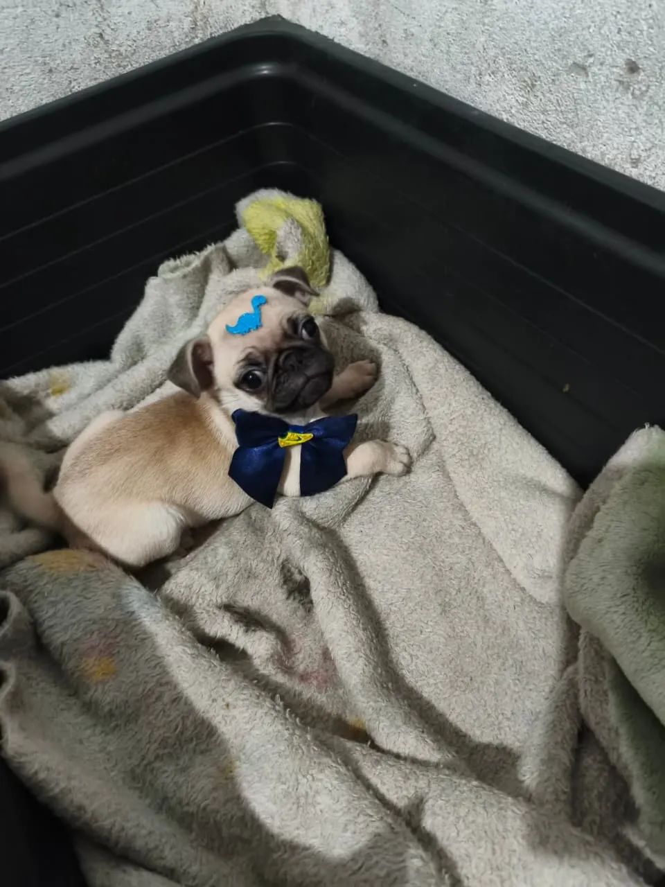 Vende-se pug  - Foto 2