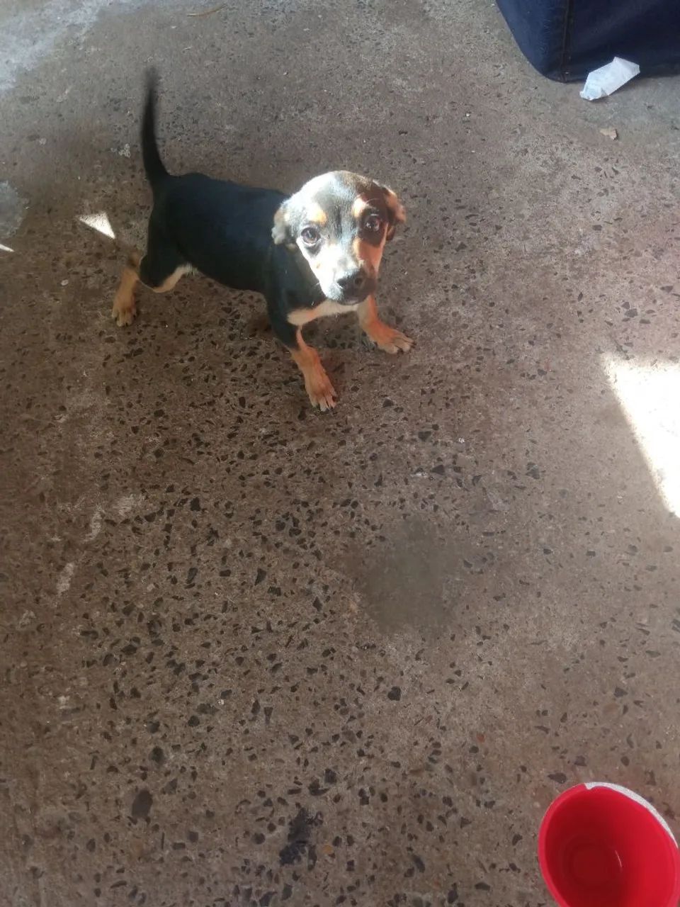 Cachorro macho porte pequeno 