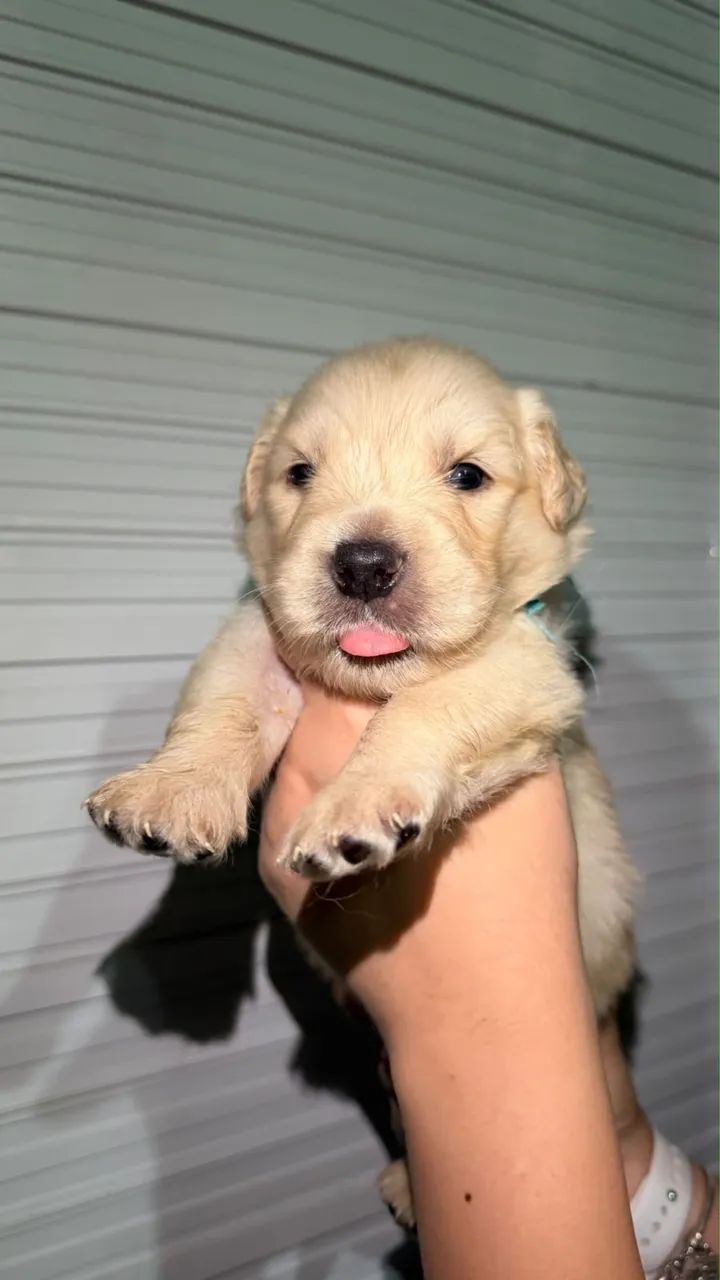 cachorro  - Foto 4