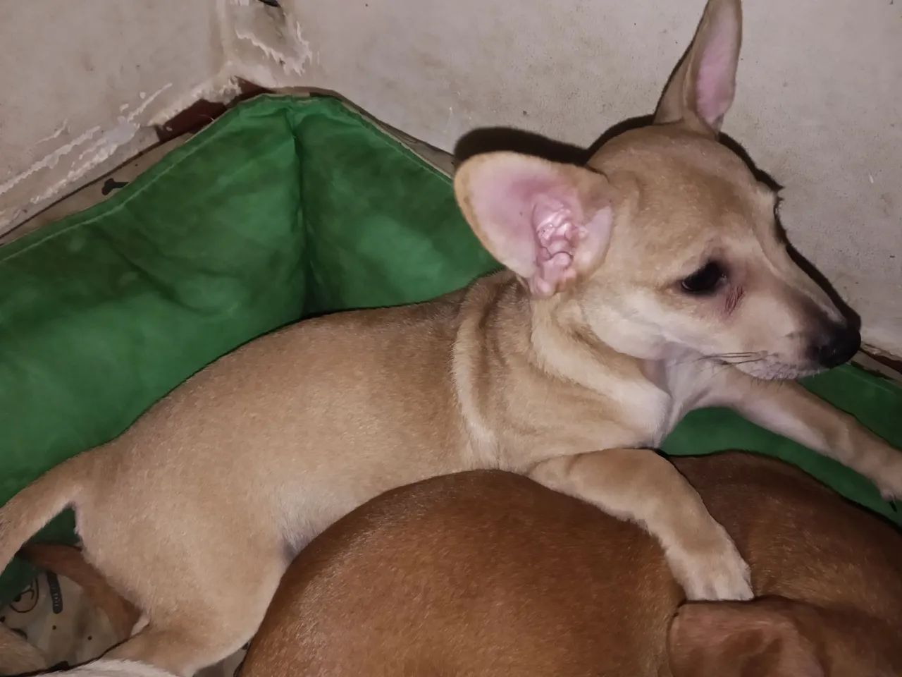 Pinscher 01 Café com leite  - Foto 2