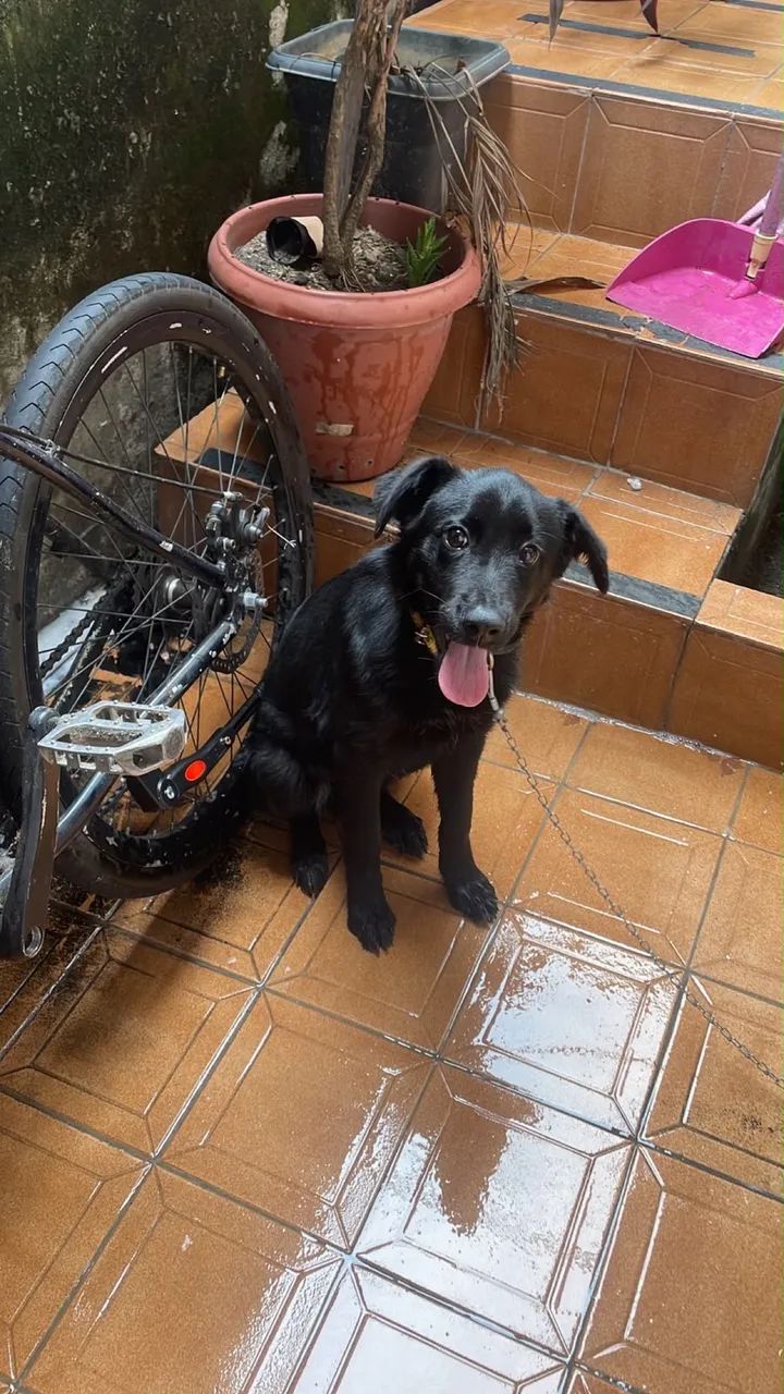 Adoção 