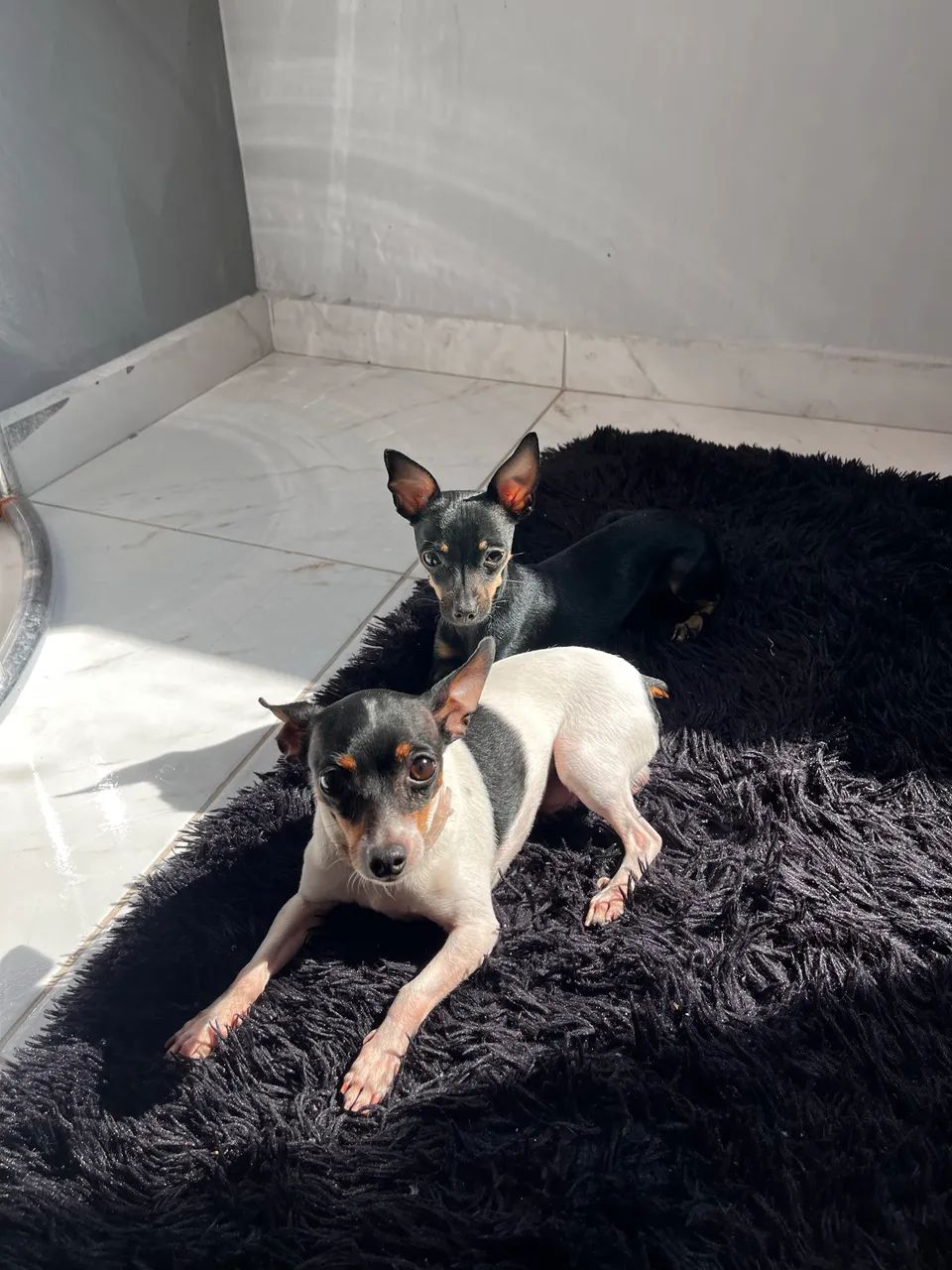 Pinscher procurando namorada 
