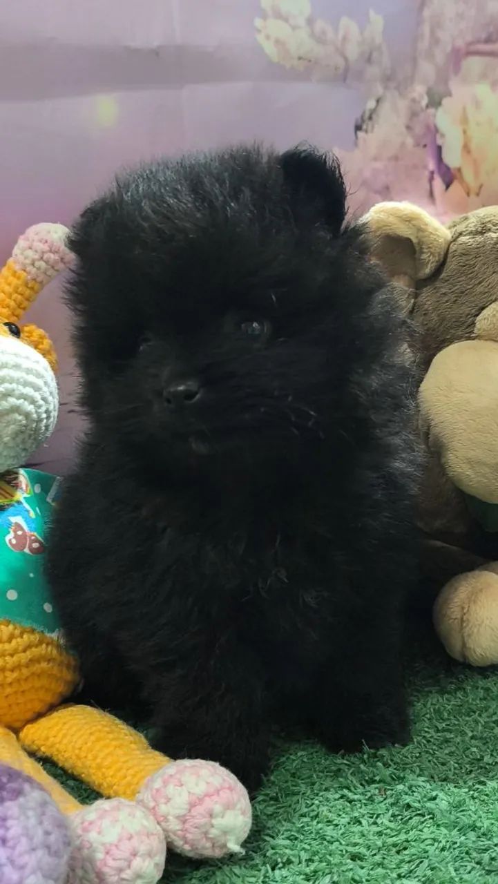 Spitz Alemão  - Foto 4
