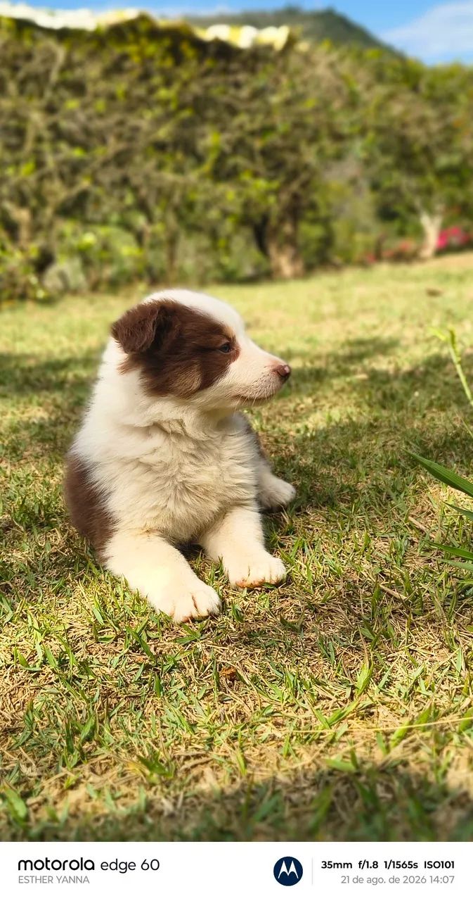 Filhotes border collie  - Foto 4
