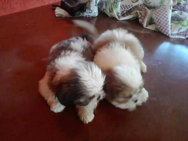 Shih tzu macho
