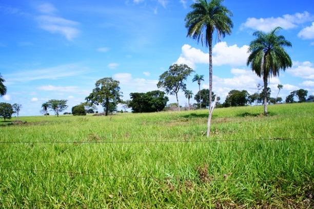 Fazenda 1750 ha N.S. Livramento MT - Foto 11