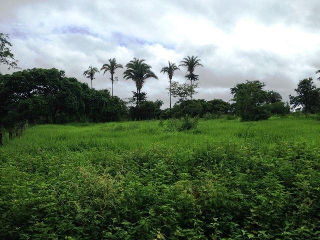 Fazenda 950 ha Rosário Oeste MT - Foto 14