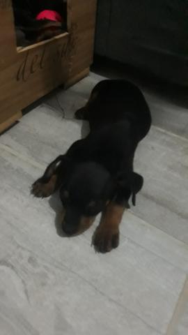 Vendo Cachorros Pinscher - Foto 2