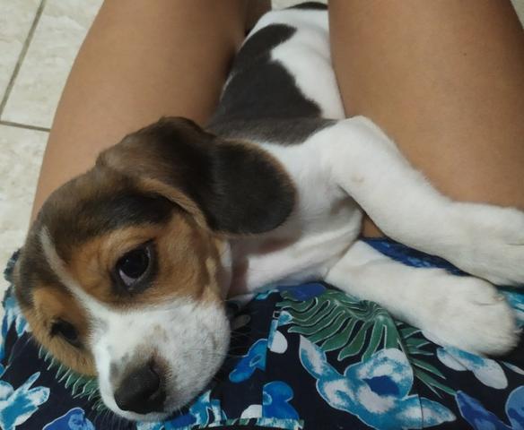 Filhote Beagle fêmea 1 mês e 45 dias - Foto 2