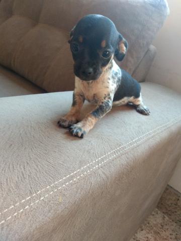 Pinscher - Foto 4