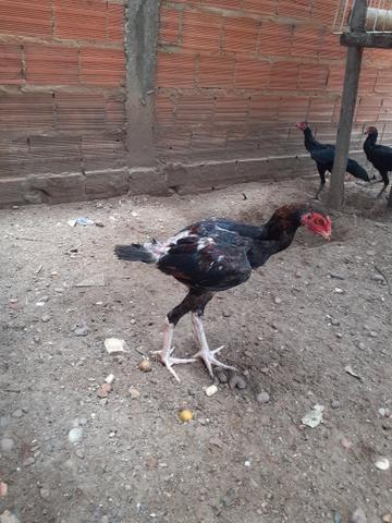 Franguin