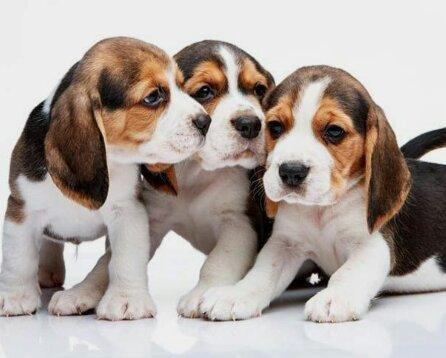 Beagle Com contrato e garantia