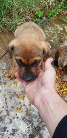 Doace 6 filhotes *Pastor alemão * Rottweiler - Foto 3