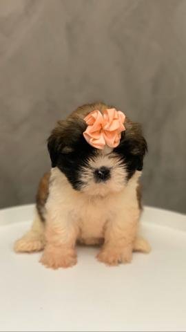 Shih tzu fêmea - Foto 4