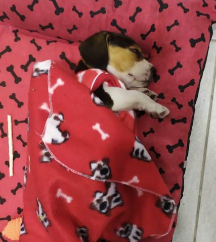 Filhote de Beagle "Fêmea" 13 polegadas - Foto 4