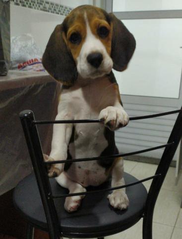 Filhote de Beagle "Fêmea" 13 polegadas