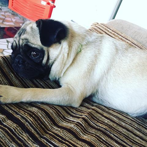 Filhotes de pug - Foto 2