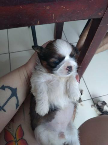 Cachorrinha - Foto 3