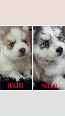 Filhote de Husky, pais legítimos... - Foto 4