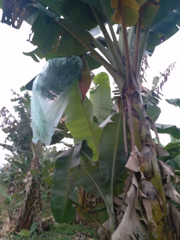 Mudas de banana - Foto 4