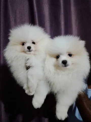 Spitz Alemão Lulu da Pomerania