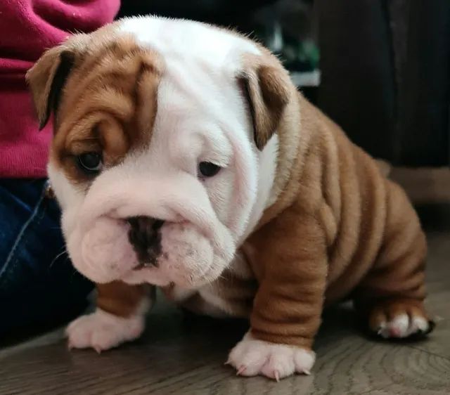 Inglês / britânico vermelho bulldog cachorro vestindo boné para fora