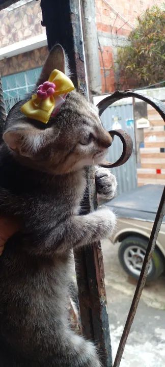 Gatinho fofinho para adoção