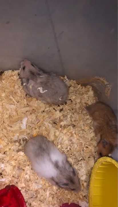 Hamster sírio  - Foto 2