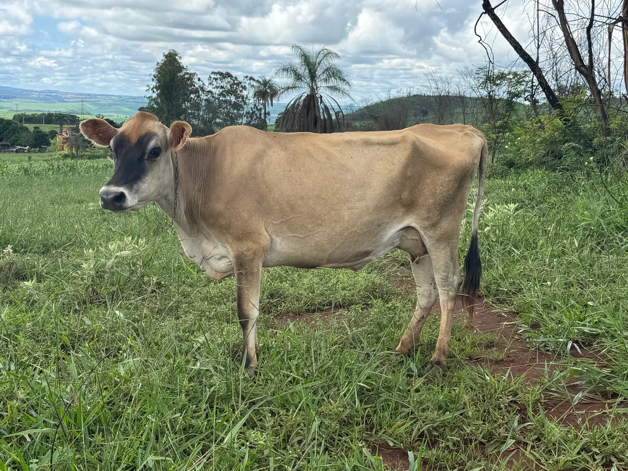 Vaca Jersey - Primeira cria