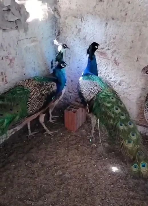 Galinhas gansos marrecos peru - Foto 3