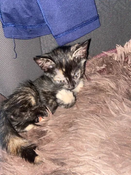 Doa se gatos  - Foto 5