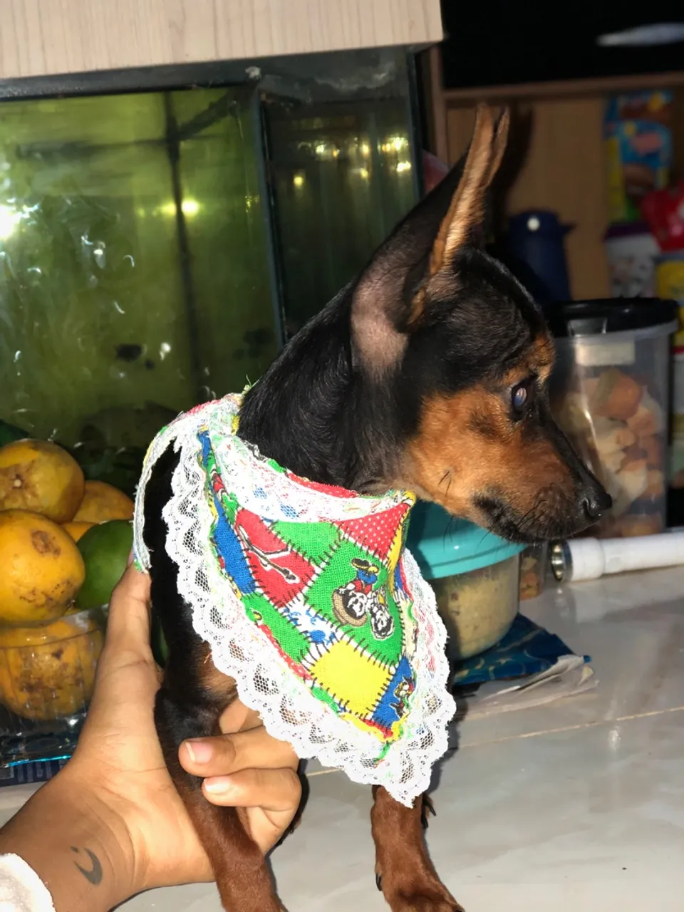 Pinscher 0