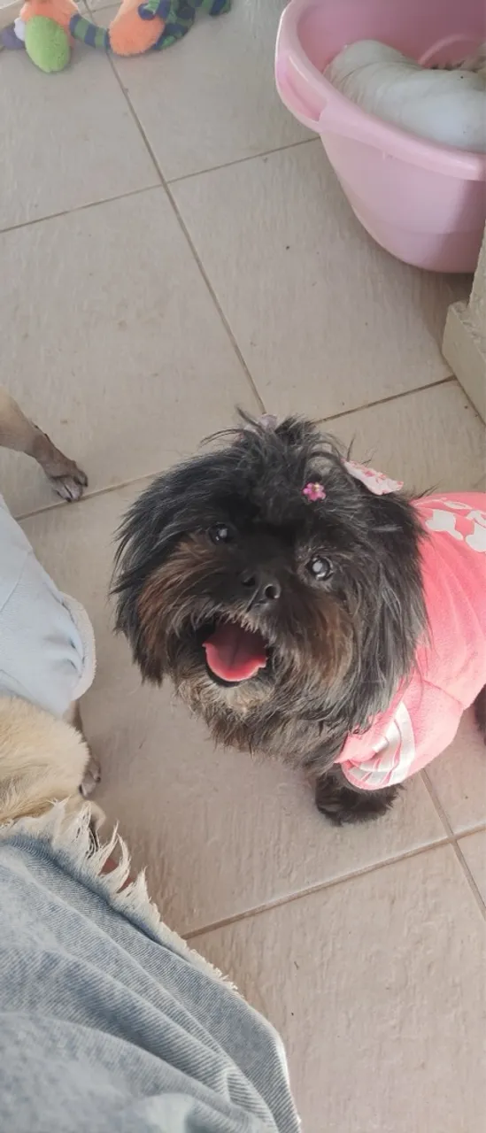 Shih Tzu para Adoção