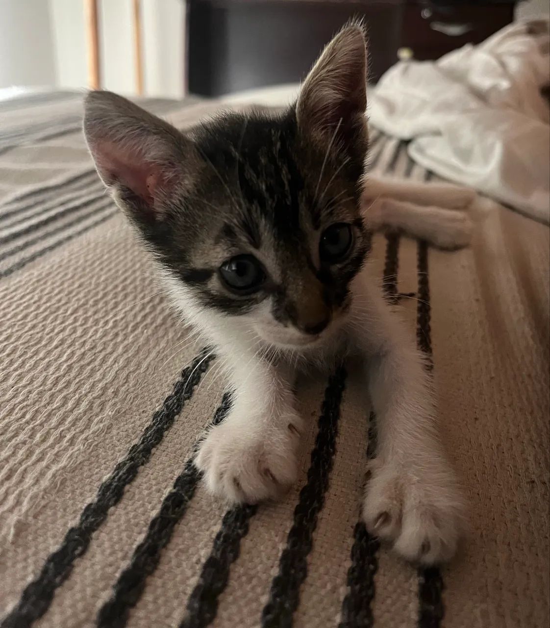 ADOÇÃO DE GATO - Foto 3