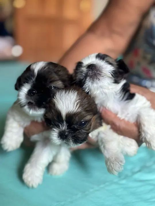 Filhotes de Shitizu Macho e Fêmeas  - Foto 3