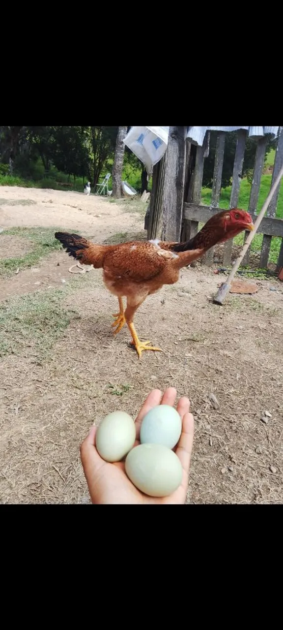 Vendo casal de índio gigante