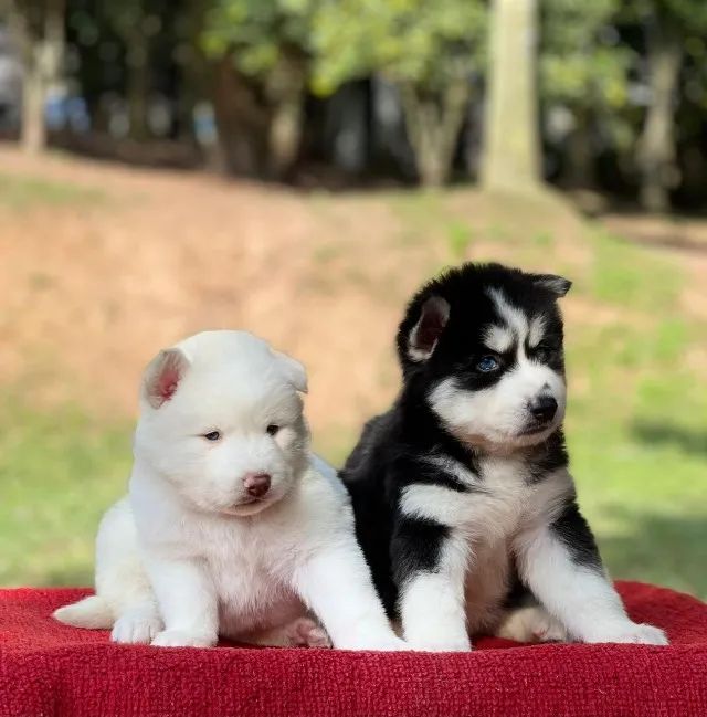 Husky Siberiano 
