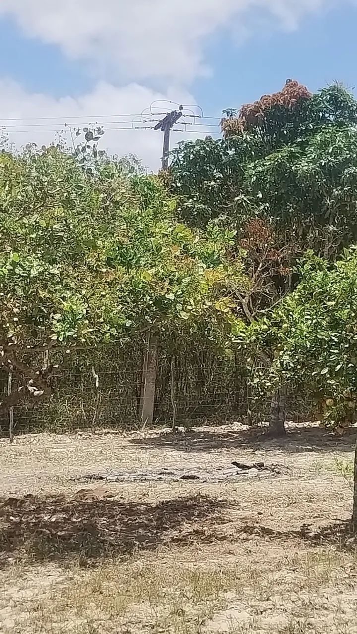 Sítio em Lagoa Seca em excelente localização  - Foto 9