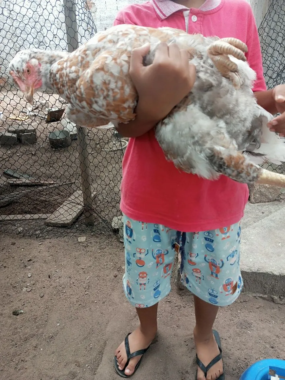 Galinha GSB (Balão Sertanejo)