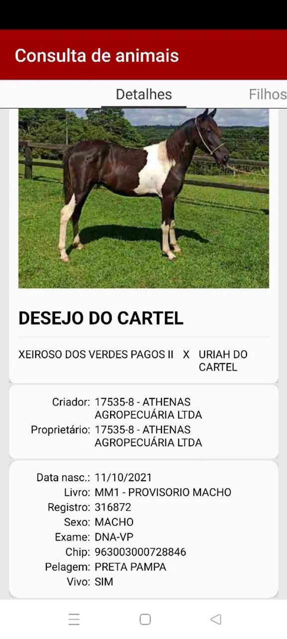 Cavalo Garanhao Mangalarga Marchador - Foto 6