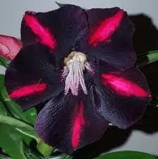 Rosa do deserto Flores Vermelhas e pretas