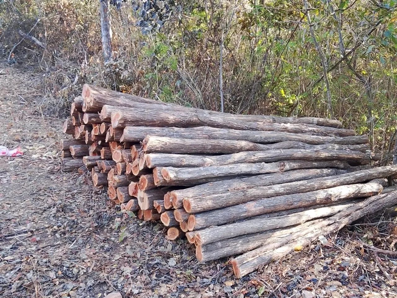Estacas de sabiá no Cariri  - Foto 4