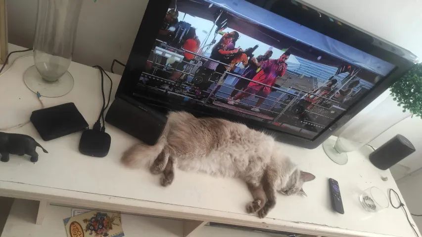 Doação de Gatinha de 1 Ano e Mese - Foto 5