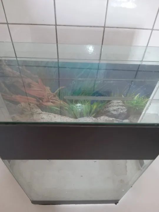 Vendo Aquario  - Foto 4
