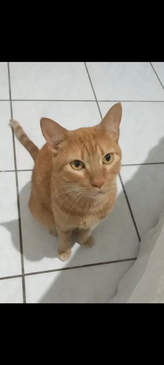 Doando gato - Adoção Responsável - Foto 2